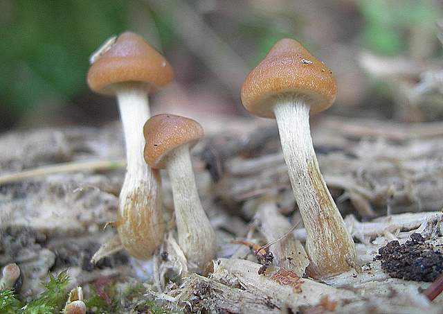 Una Galerina 